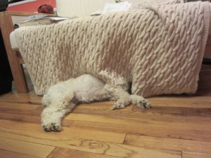 Cricket has lost her head