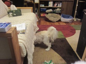 That is Butterfly's tail!