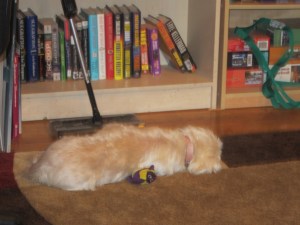 Butterfly, sleeping on fishy.