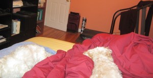 puppy pile on the bed