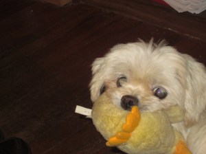 Butterfly carrying her Ducky