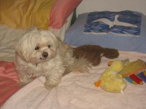 Butterfly with some of her toys.