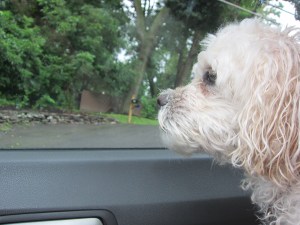 Cricket and the deep dark sadness of it all.