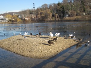 Bird Island, where no dogs may roam