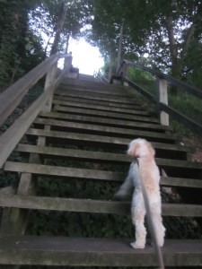 "Let go of my leash and I can reach it!"