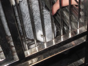 "You may scratch my neck."