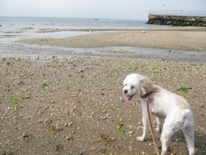 "I think smell bird poop!"