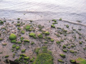 A treasure trove of smells