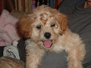 Have tongue will travel