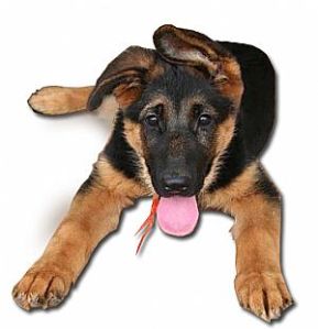 A German Shepherd puppy with floppy ears (not my picture)