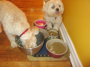 Butterfly, not eating? Cricket is unconcerned.