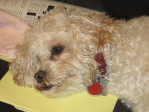 Cricket, my red girl