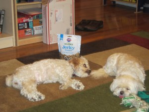 Here she is, getting ready to kick Cricket in the face.