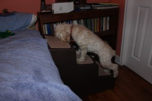 Cricket's dance moves