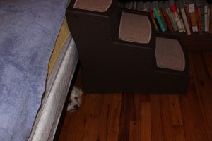 Can you see Cricket under there?