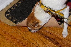 Milo is very thorough.