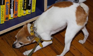 I swear, he really did get all the way under there.