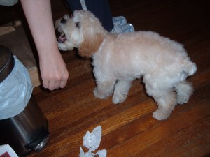 "I wouldn't have hurt her, Mommy. I only like to bite you."