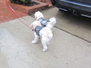 Out visiting in her Thunder Shirt, in the rain. (Butterfly is modeling her plaid jacket and feeling beautiful.) 