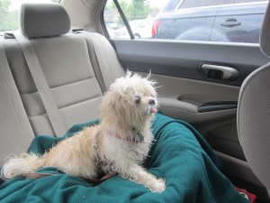 Sorry Butterfly, no hairdryers on the road.