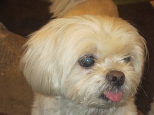 Butterfly's looking to Cricket for lessons.