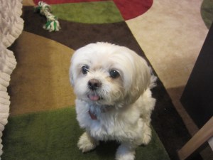 "Can I have skates?"