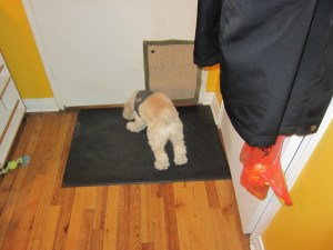 Cricket hears something in the hall and must investigate.