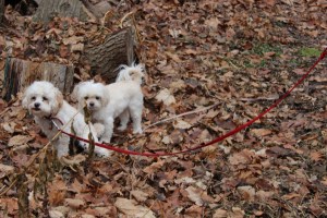 Consecutive peeing, it's a start.