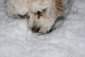 Cricket takes a deep sniff of the new pee.