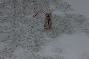 Cricket is in the lead!