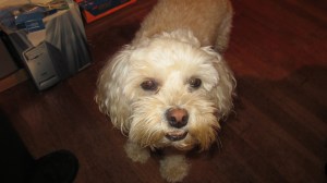 Cricket, the observer