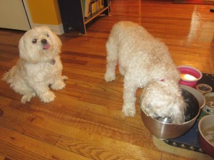 Cricket is an expert dishwasher. At least, Butterfly thinks so.