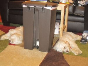 Butterfly and Cricket, waiting.