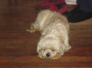 Butterfly prefers to absorb information unconsciously