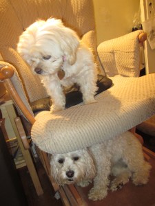 "Are you down there, Cricket?"