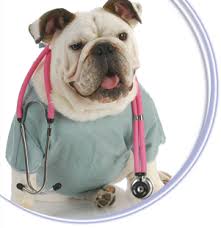 Doctor Dog (found online)!