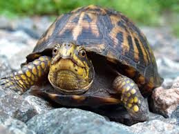 Grumpy turtle (not my picture)