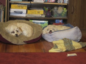 Who could be scared of these two?