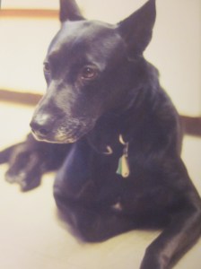 Dina, surveying the kitchen floor.