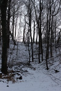 The scene of the crime (or, the backyard).