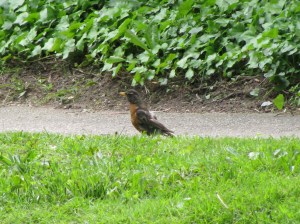 Butterfly's birdie friend