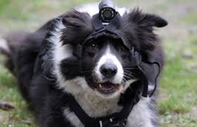 Does this dog look happy about wearing a camera? (not my picture)