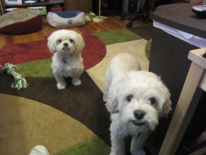 Cricket and her loyal assistant.