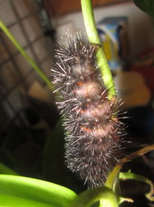 Creepy crawly caterpillar for Cricket's collection