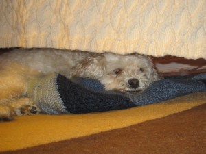 Cricket, under her couch