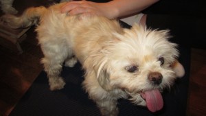 Butterfly loves her scratchies.