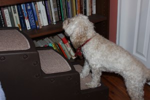 Cricket's first step