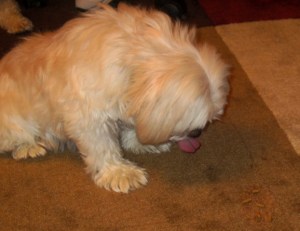 Butterfly's favorite form of meditation - on food.