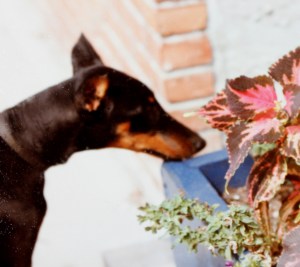 "Time to smell the... what are these exactly?"