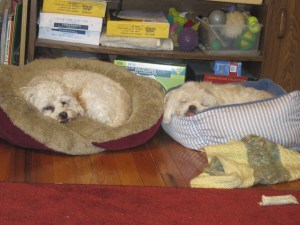 I wonder what they dream about?